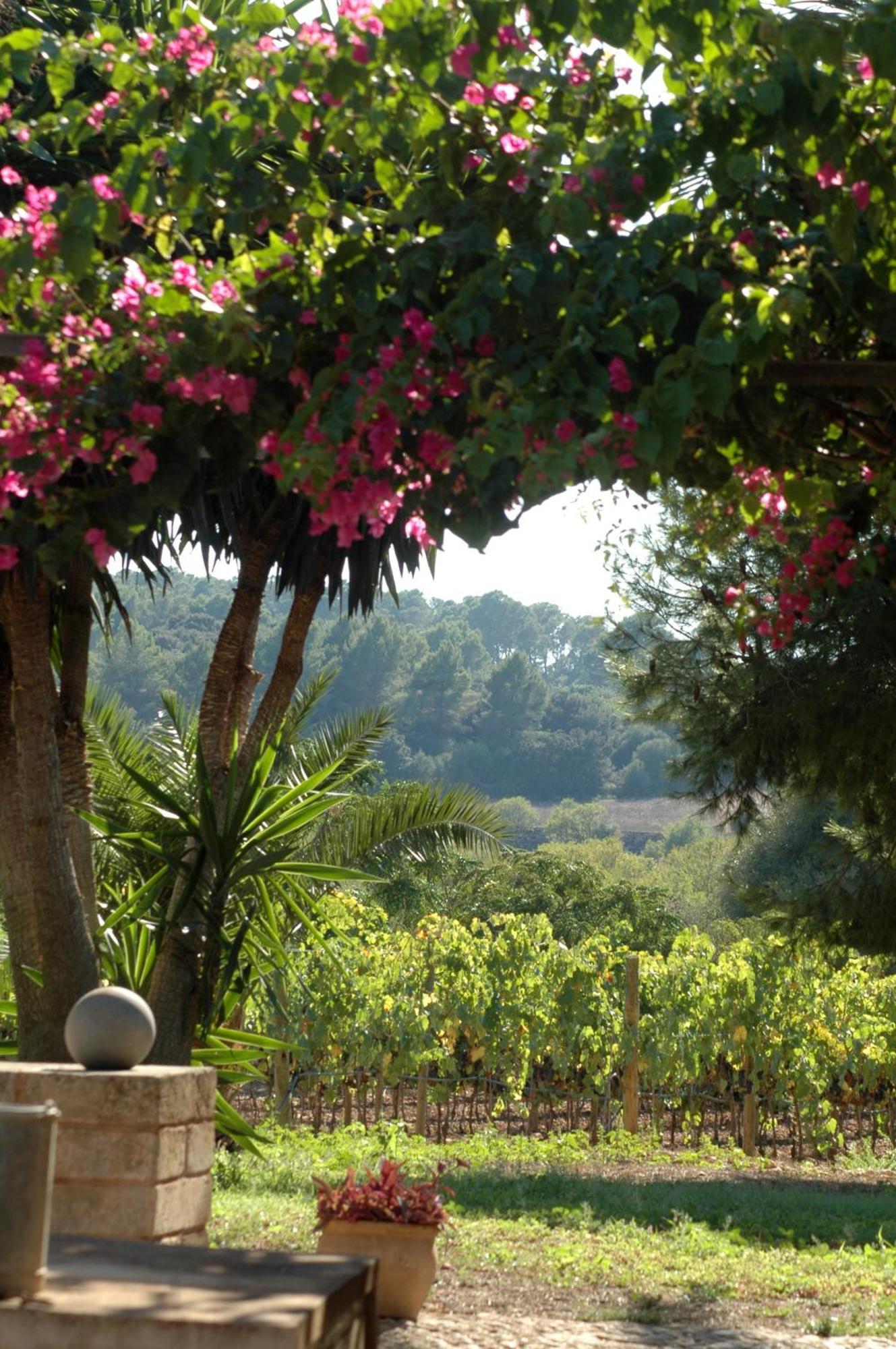 Oliver Moragues Grandhouse & Vineyard Algaida  Dış mekan fotoğraf